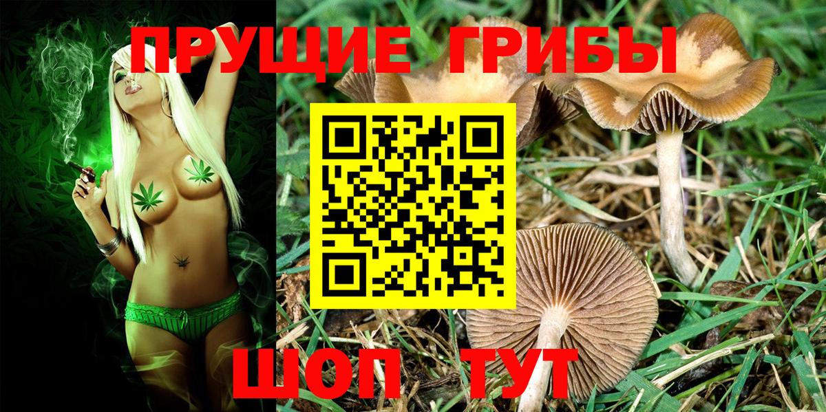 Псилоцибиновые грибы GOLDEN TEACHER  Вход с VPN  Горно-Алтайск 
